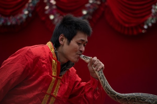 
	
	Một người biểu diễn đang hôn một chú rắn tại lễ hội mừng năm mới Nguyên Đán ở Bắc Kinh, Trung Quốc, 22/02/2013